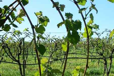 Armavir wine growers blocked Armavir-Yerevan highway demanding to revise purchase price for grapes