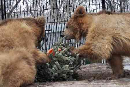 Медведь из Алматинского зоопарка дал прогноз на весну