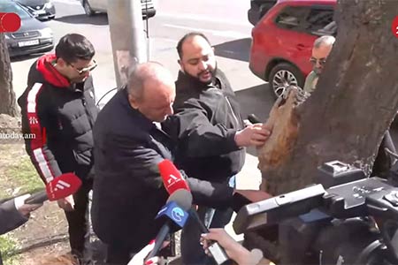 The great green debate: Yerevan`s tree replacement program sparks outcry