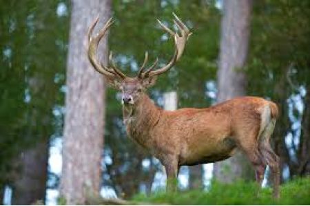  RA Ministry of Environment calls for safety precautions when  encountering red deer