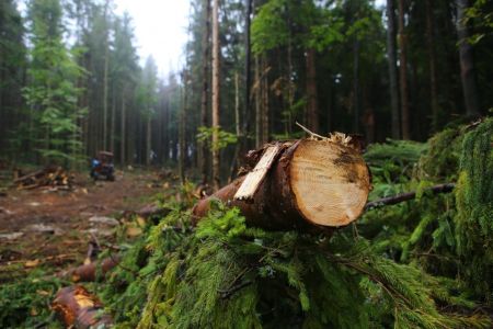 Yerevan Municipality continues its "war on trees": Healthy trees  felled on Gyurjyan Street