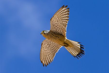 A Red Data Book peregrine falcon was rescued in Armenia